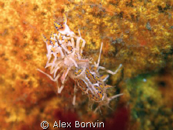 Tiger Shrimp on yellow coral by Alex Bonvin 